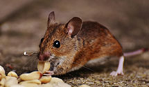 24 Hour & Emergency Exterminators in A A R P Ins, PA